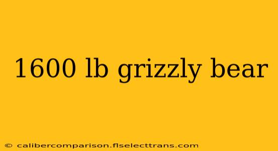 1600 lb grizzly bear