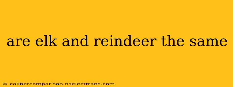 are elk and reindeer the same