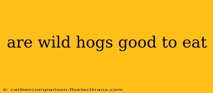 are wild hogs good to eat