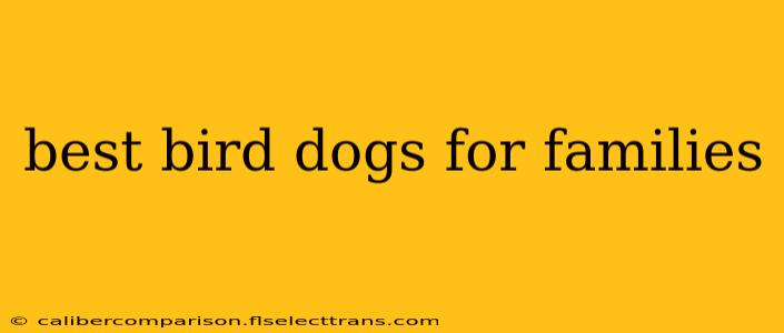 best bird dogs for families