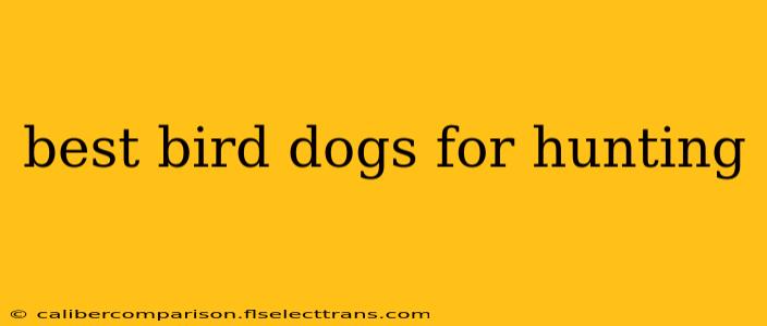 best bird dogs for hunting