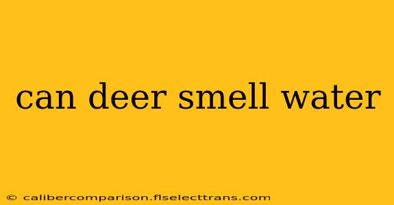 can deer smell water