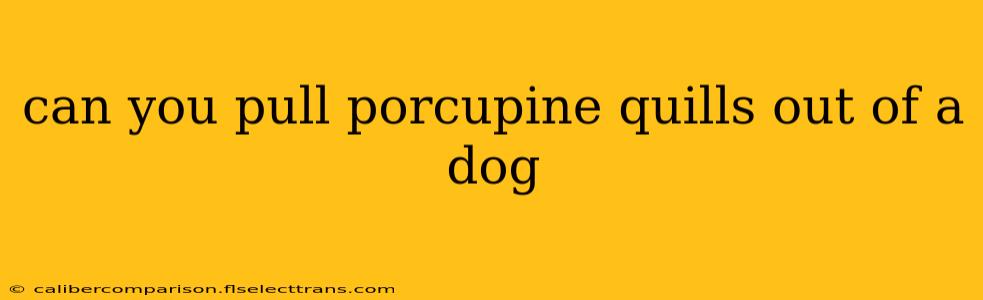 can you pull porcupine quills out of a dog