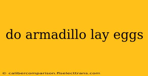 do armadillo lay eggs