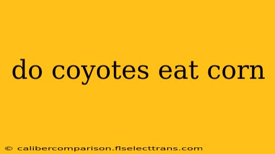 do coyotes eat corn