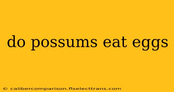 do possums eat eggs