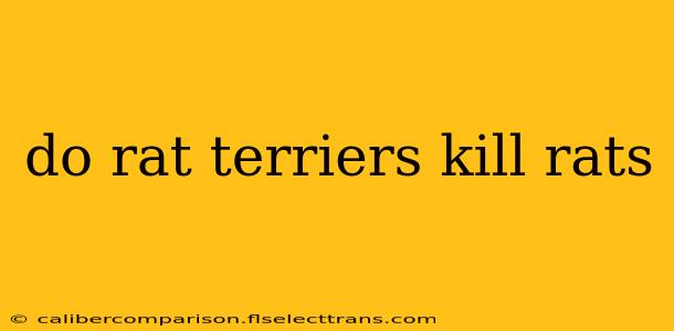 do rat terriers kill rats