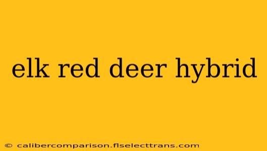 elk red deer hybrid