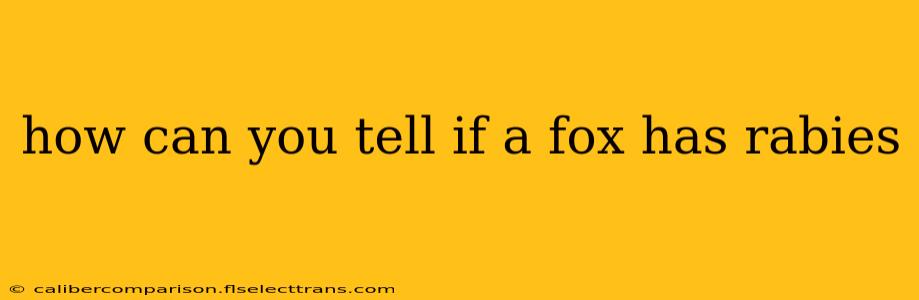 how can you tell if a fox has rabies