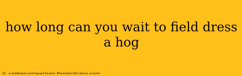 how long can you wait to field dress a hog