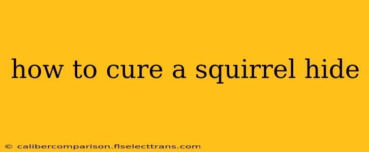 how to cure a squirrel hide