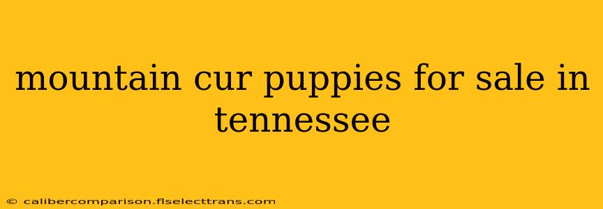 mountain cur puppies for sale in tennessee