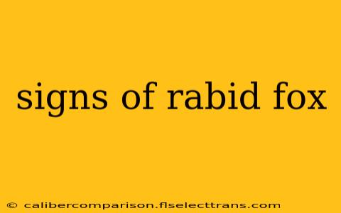 signs of rabid fox