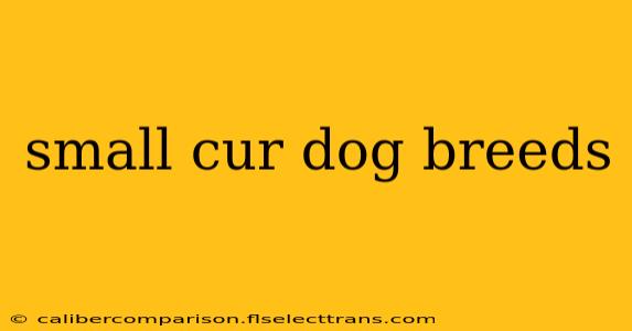 small cur dog breeds