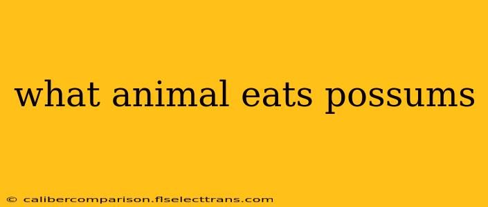 what animal eats possums