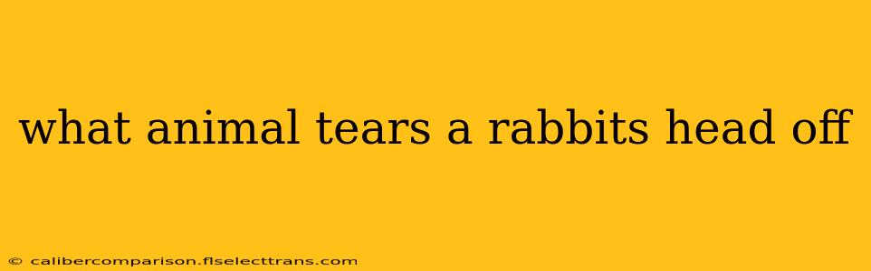 what animal tears a rabbits head off