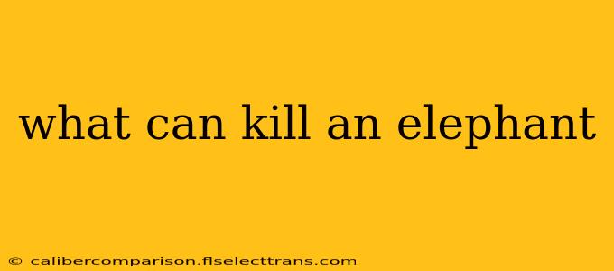 what can kill an elephant