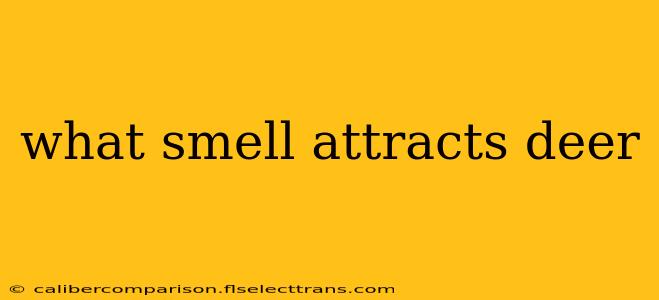 what smell attracts deer