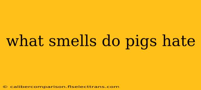 what smells do pigs hate