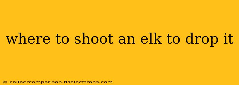 where to shoot an elk to drop it