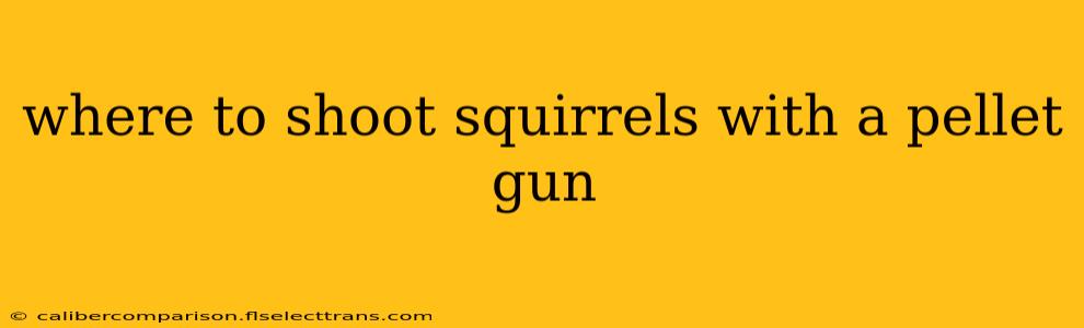 where to shoot squirrels with a pellet gun