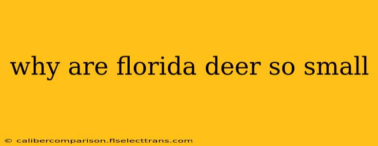 why are florida deer so small