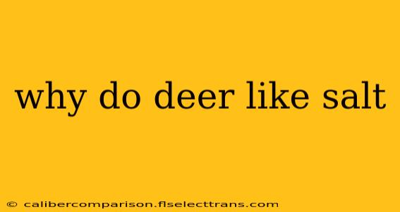 why do deer like salt